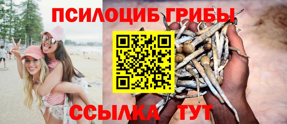 Псилоцибиновые грибы Psilocybe Майский